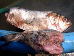 Rotten Fish