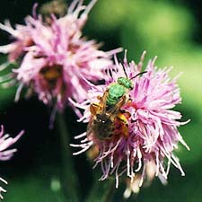 Fowl Odor Flower
